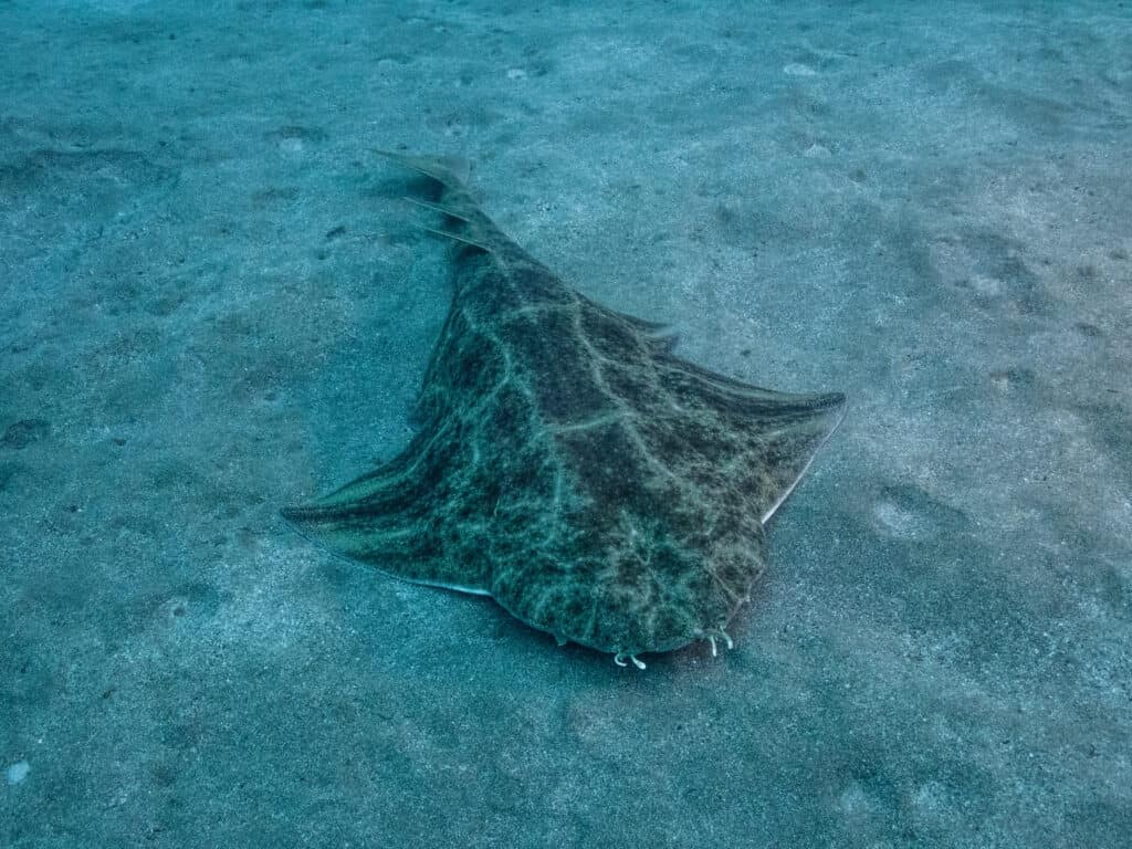 Facts: The Angel Shark  Quick facts about this bottom-dwelling