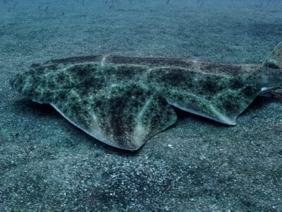 Angelshark Picture
