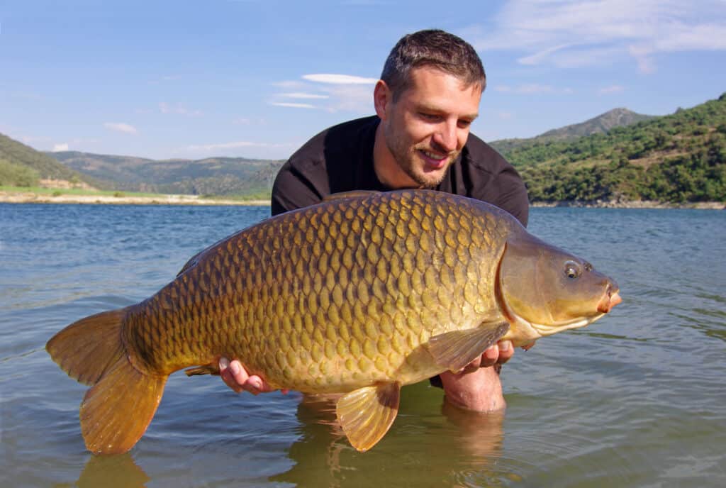 Largest fish in New York - the common carp can exceed 50 pounds!