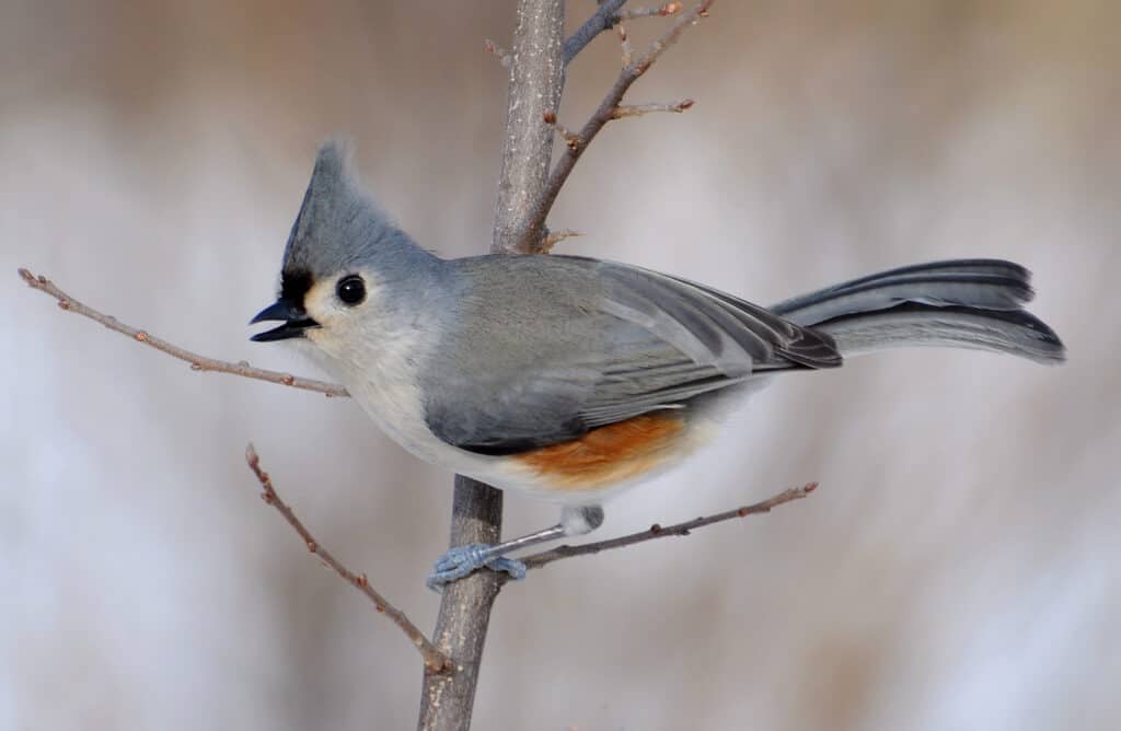 Tufted titmouse