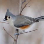 Tufted Titmouse