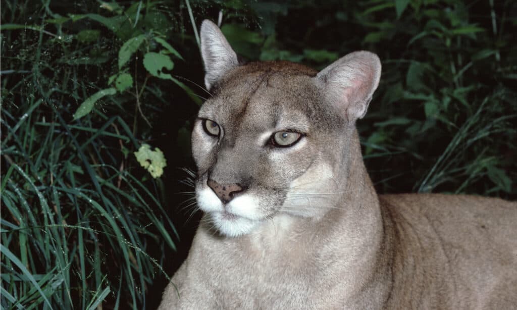 Eastern Cougar