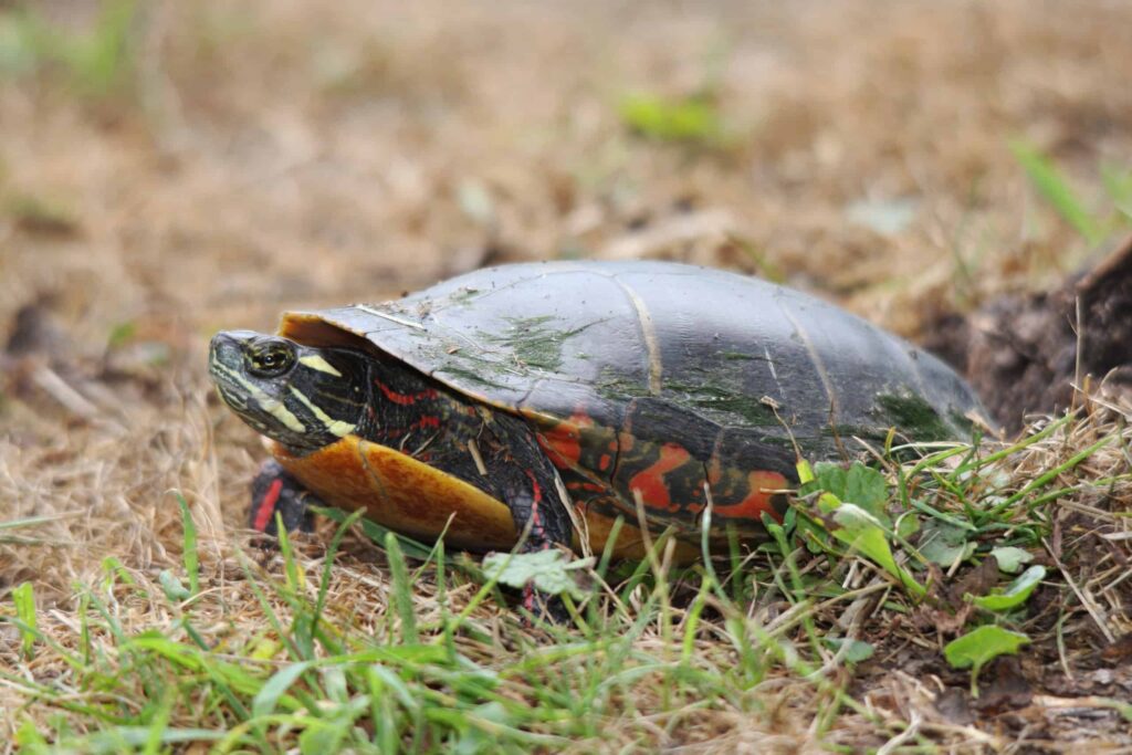 A,Female,Painted,Turtle,Laying,Her,Eggs,In,A,Hole