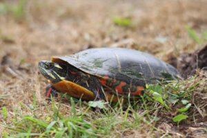 10 Incredible Painted Turtle Facts Picture