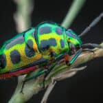 Jewel beetles