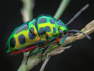 A Jewel Beetle 