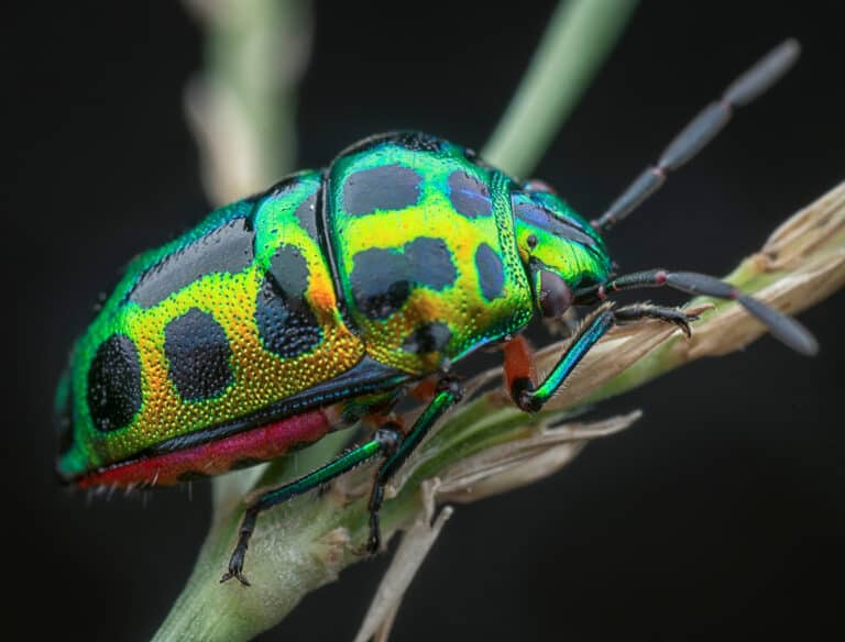 Spotted jewel beetle