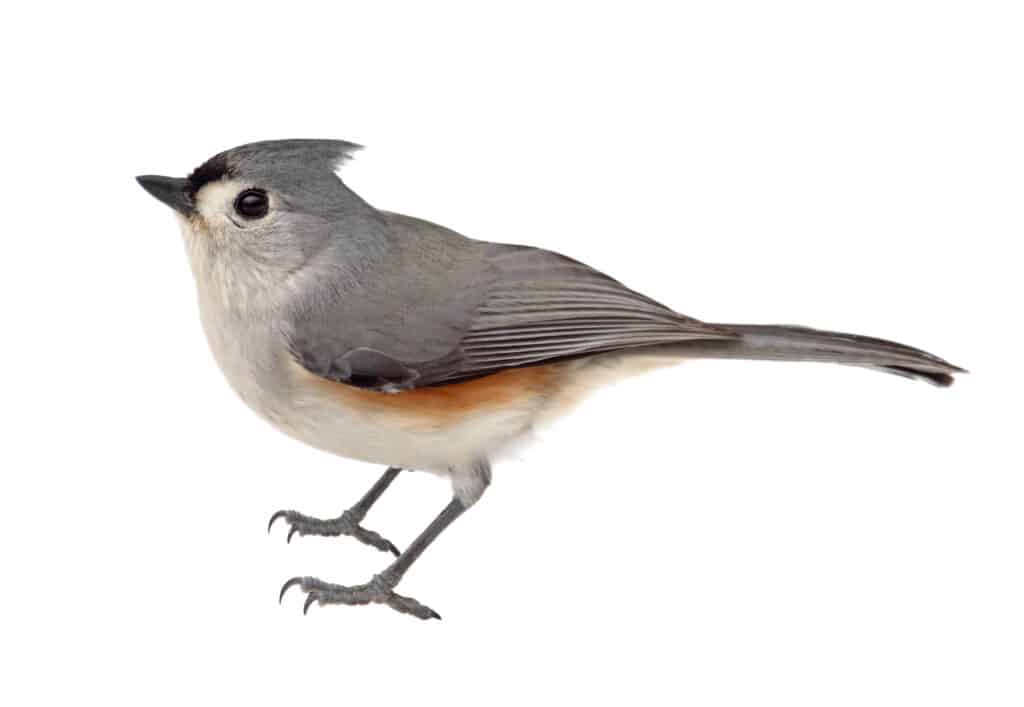 tufted titmouse isolated on white background