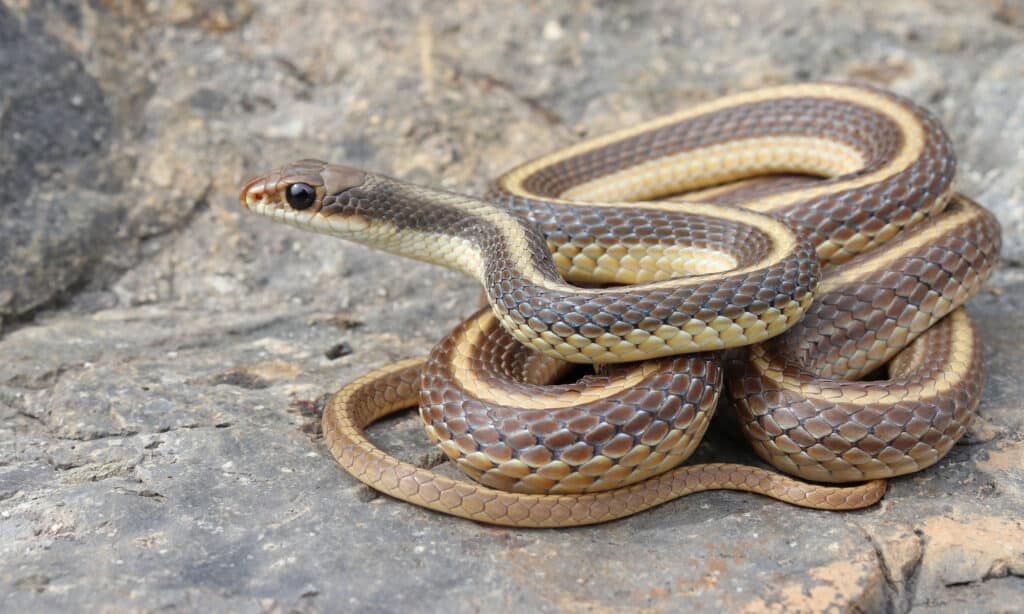 Coast Patch Nose Snake (Salvadora hexalepis virgultea)