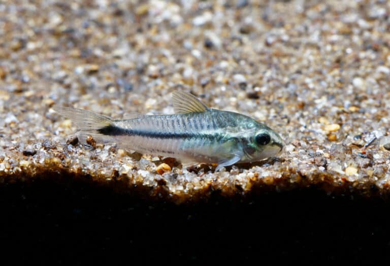 A Pygmy Cory on the bottom of an aquarium