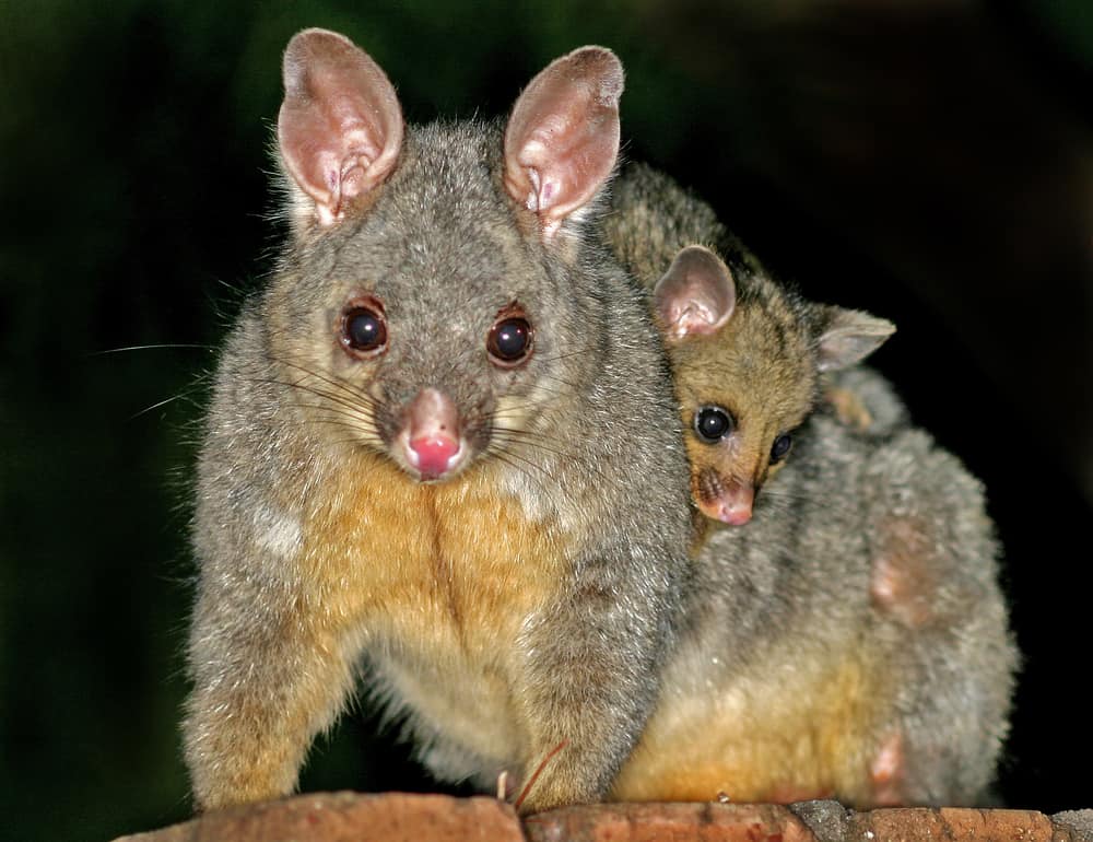 possum mother and baby
