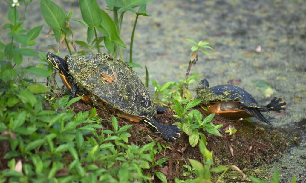 Florida Chicken Turtle (Deirochelys reticularia chrysea)