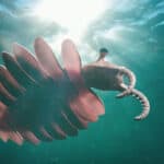 Anomalocaris