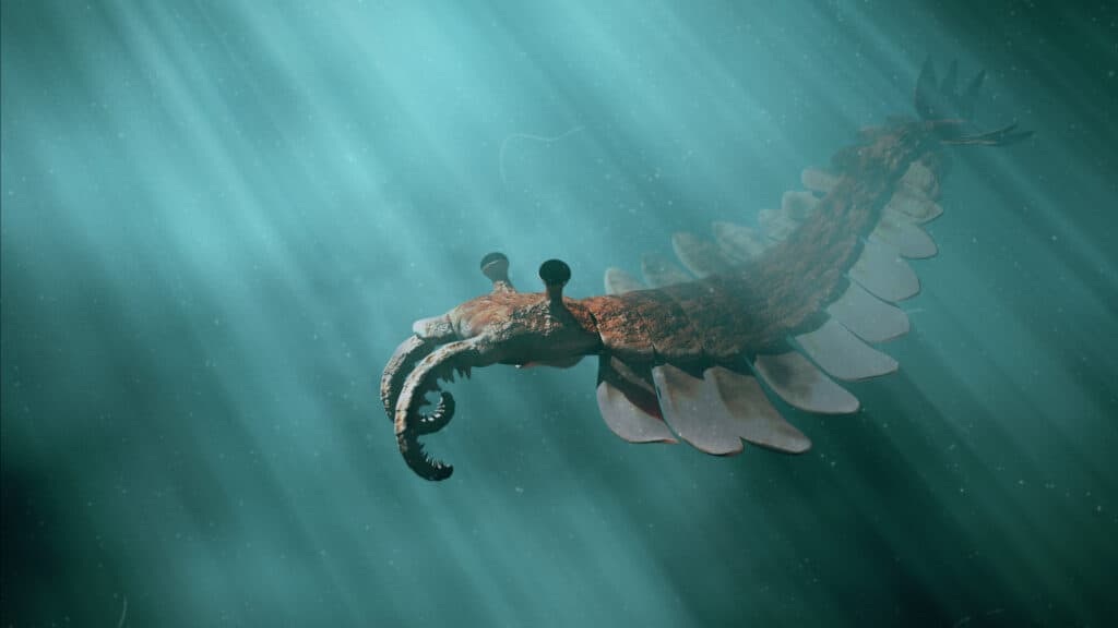 Anomalocaris