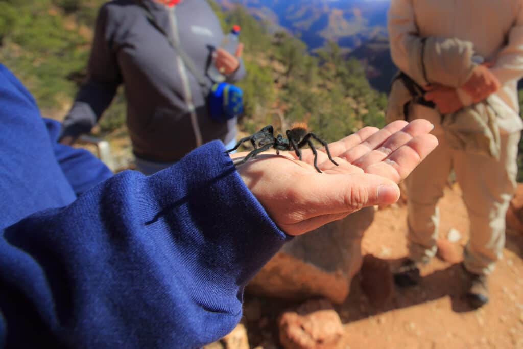 Grand Canyon Black Tarantula 