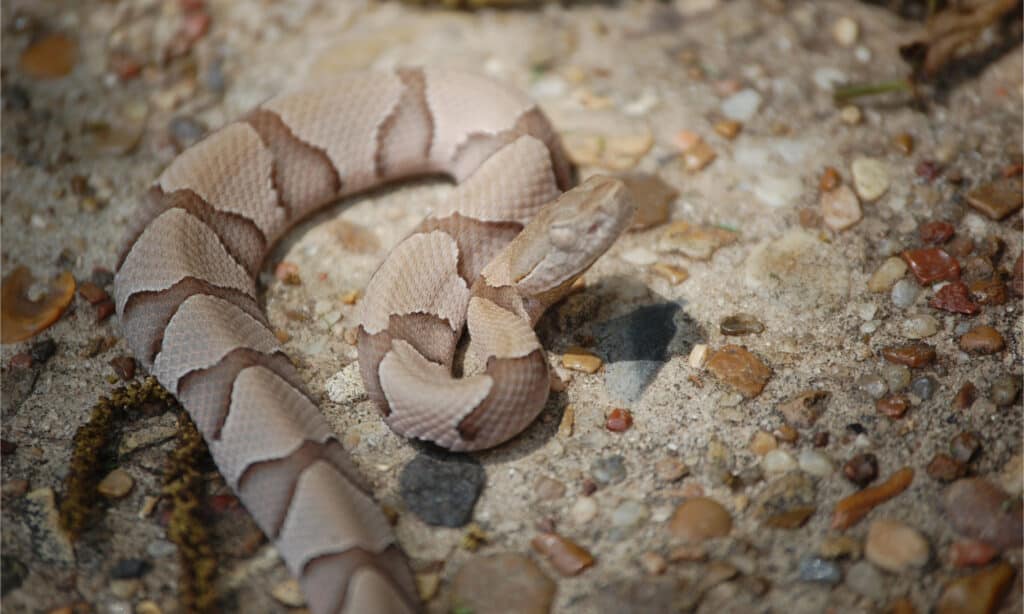 baby copperhead snake bite