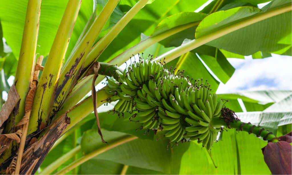 plantain tree vs banana tree