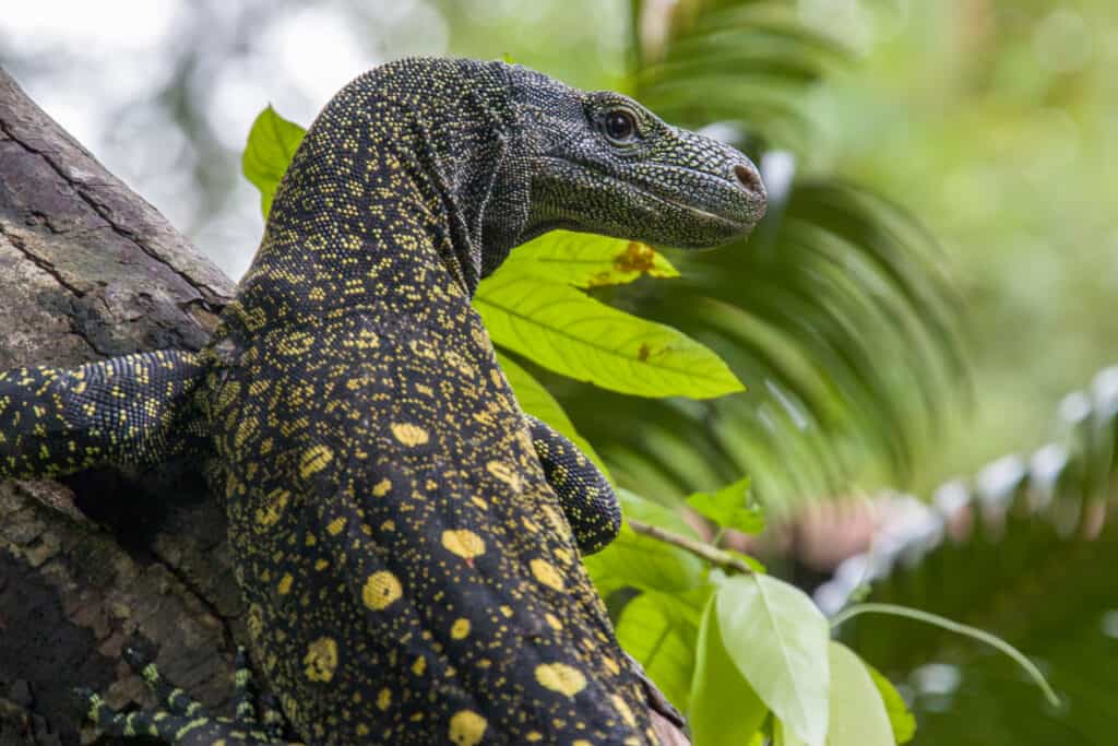 An adult crocodile monitor in a tree