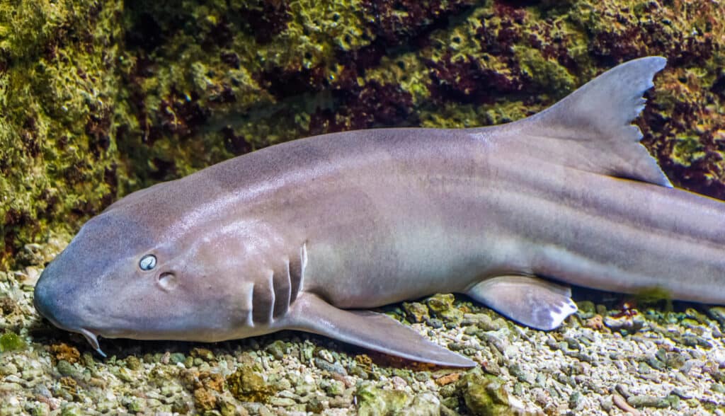 Closeup of a brown-banded bamboo shark resting on the floor of an aquarium