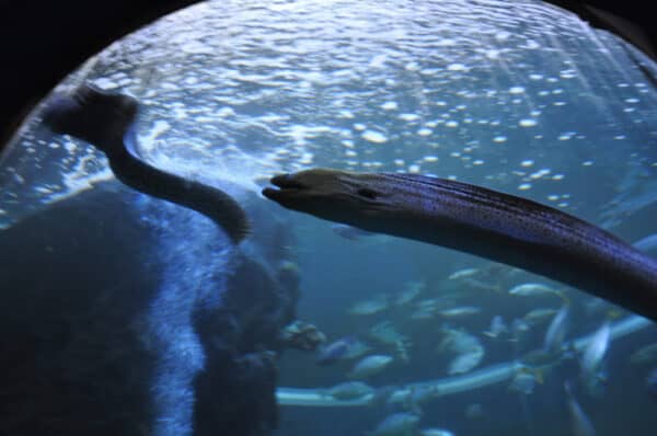Electric Eel vs Moray Eel - A-Z Animals