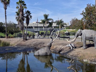 A Meet The Holy Grail of Ice Age Fossils: The La Brea Tar Pits