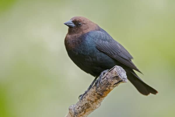 types-of-birds-in-michigan-unianimal