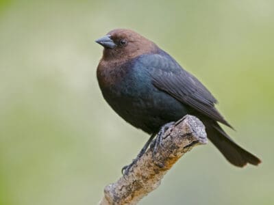 Brown Headed Cowbird Picture