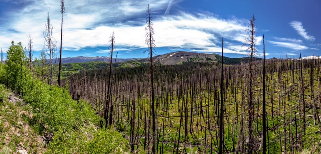 damage from the West Fork Complex fire, one of the biggest wildfires in Colorado history