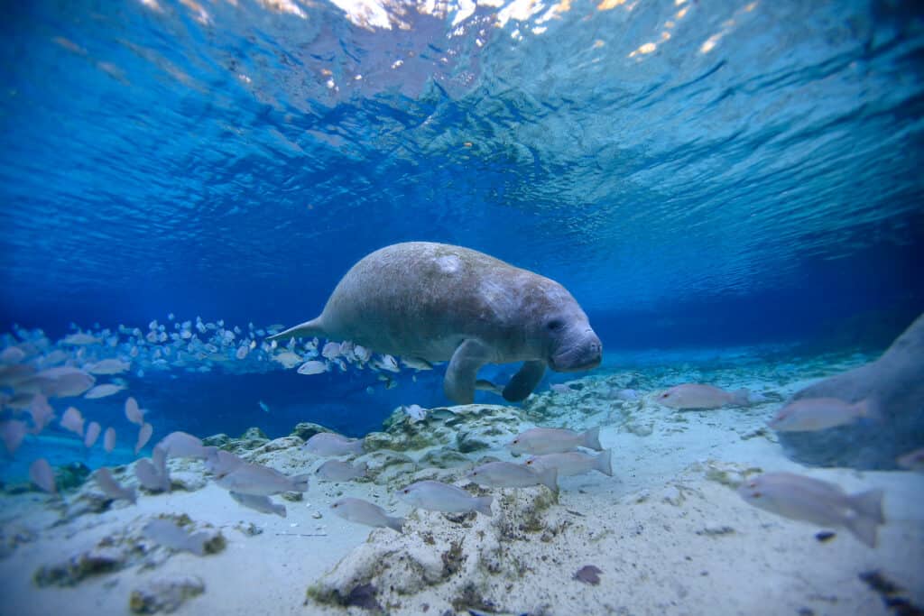Manatees in Florida were fed lettuce in 2022