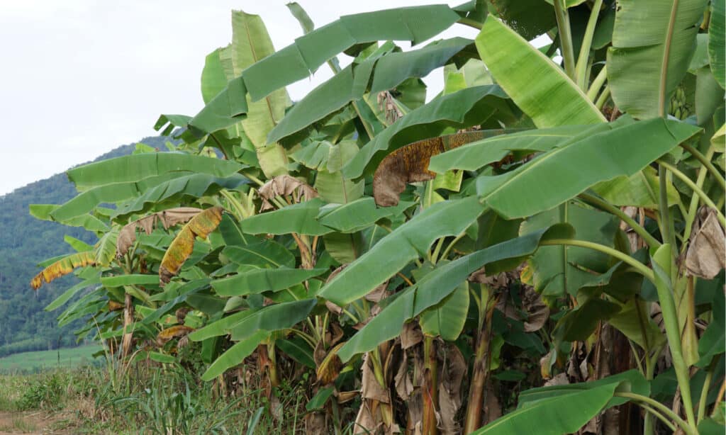 plantain banana tree