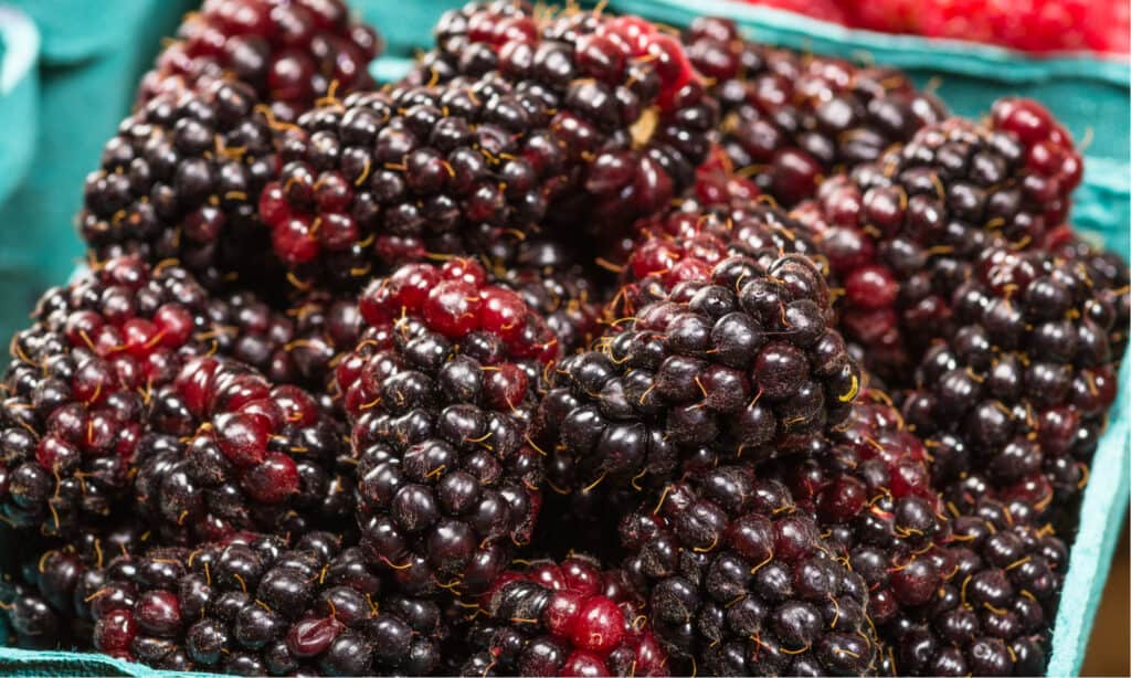 marionberry vs blackberry