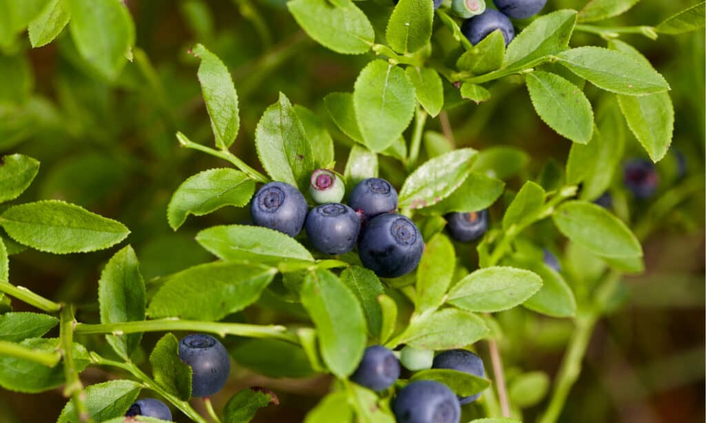 bilberries vs blueberries