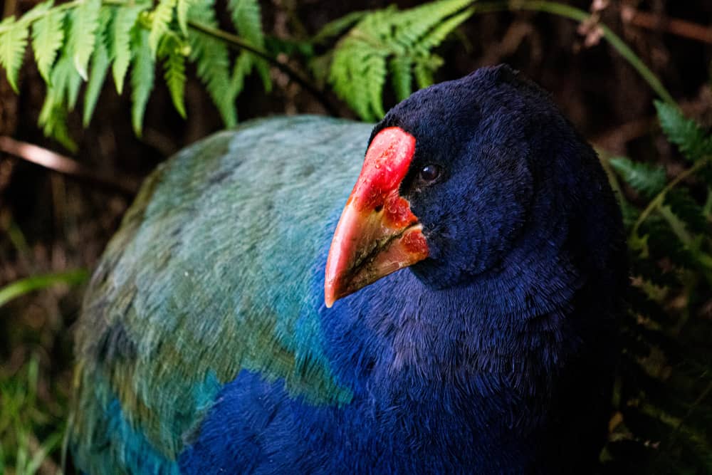 animals that were thought extinct: Takahe