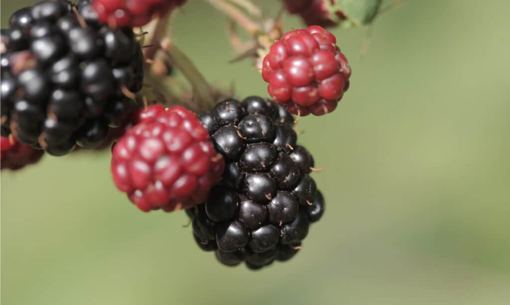 marionberry vs blackberry