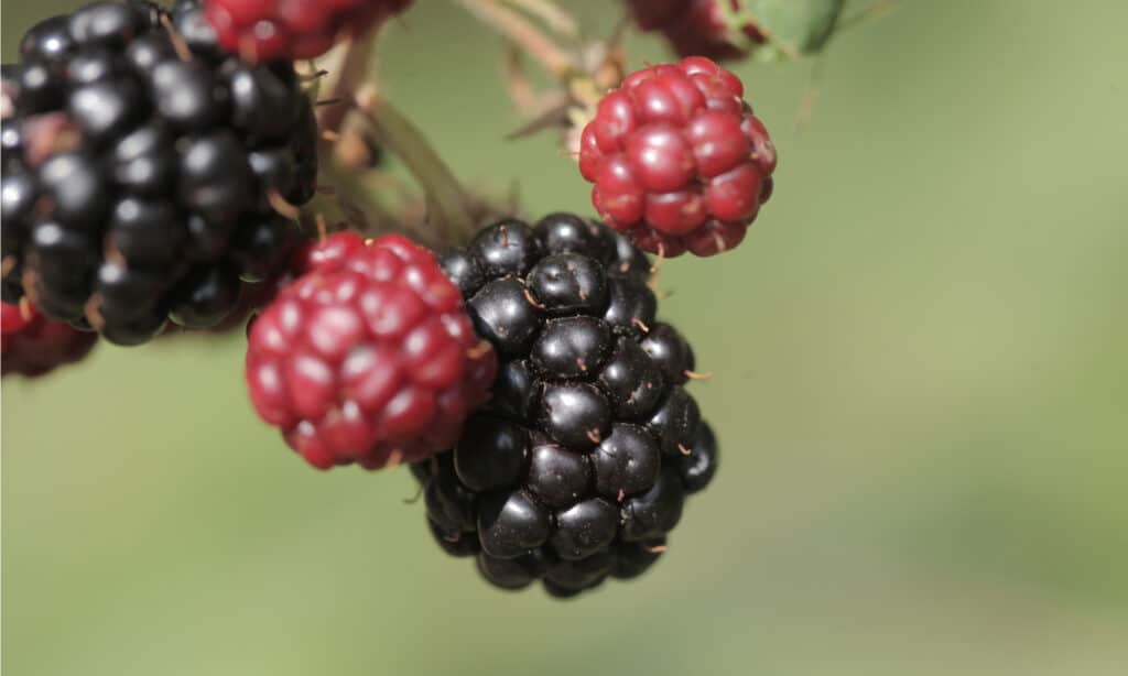 Boysenberry vs Blackberry