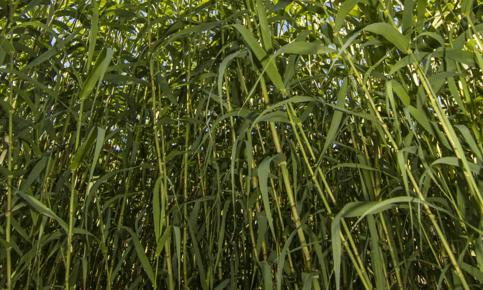 River Cane vs Bamboo: 5 Key Differences - A-Z Animals