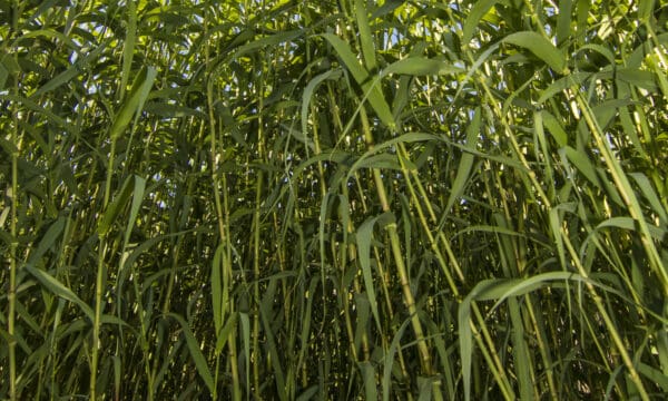 River Cane Vs Bamboo: 5 Key Differences - A-z Animals