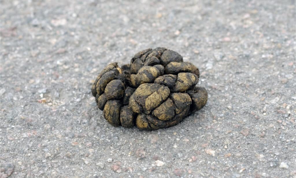 secret-what-does-deer-poop-look-like-deer-poop-matters-911-weknow