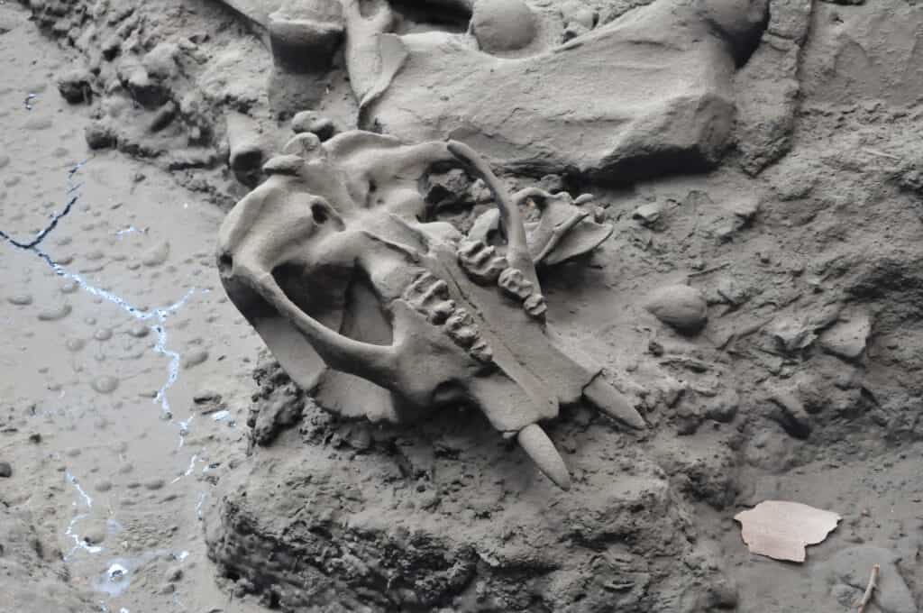 La Brea tar pits fossil