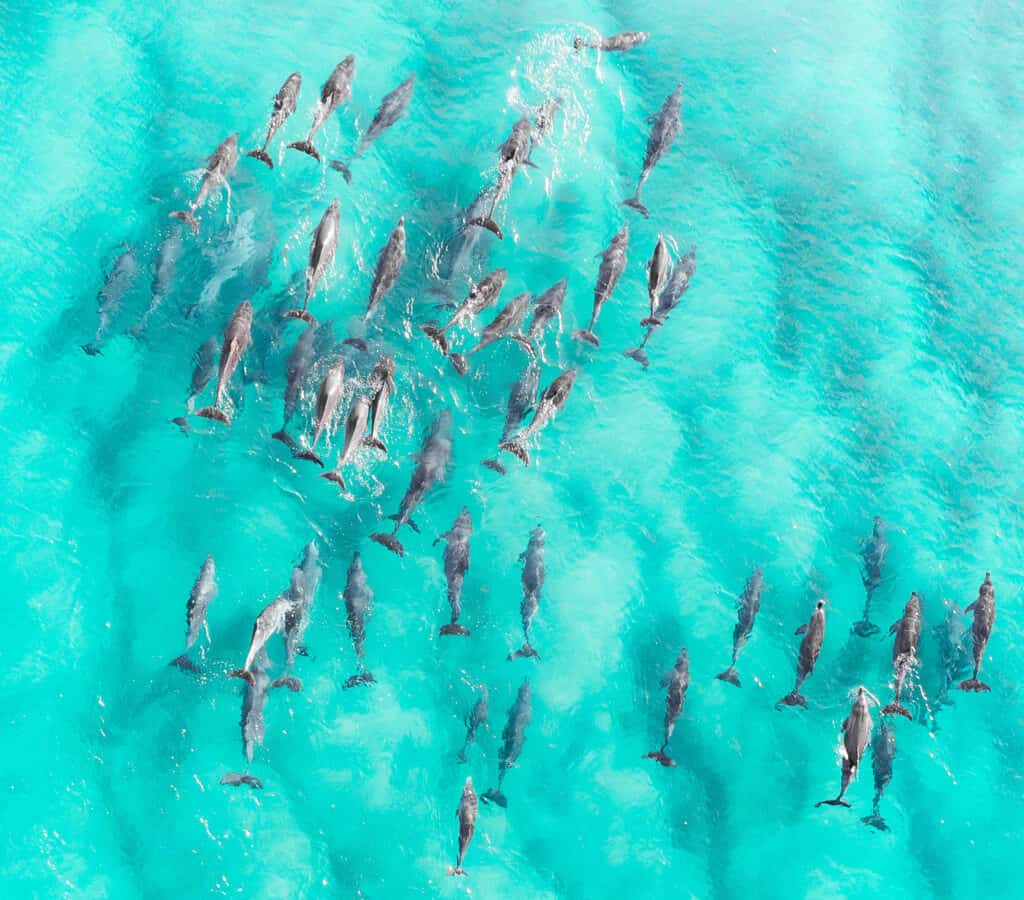 dolphin pod in aquamarine waters