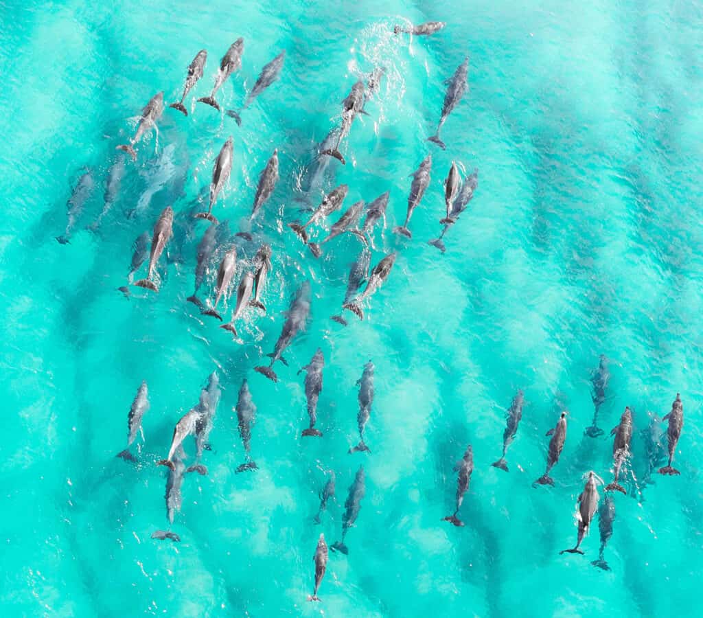 What is a Group of Dolphins called?