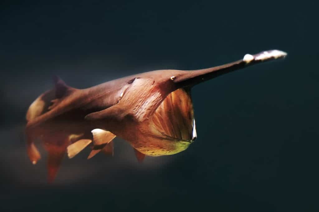 An American Paddlefish swimming