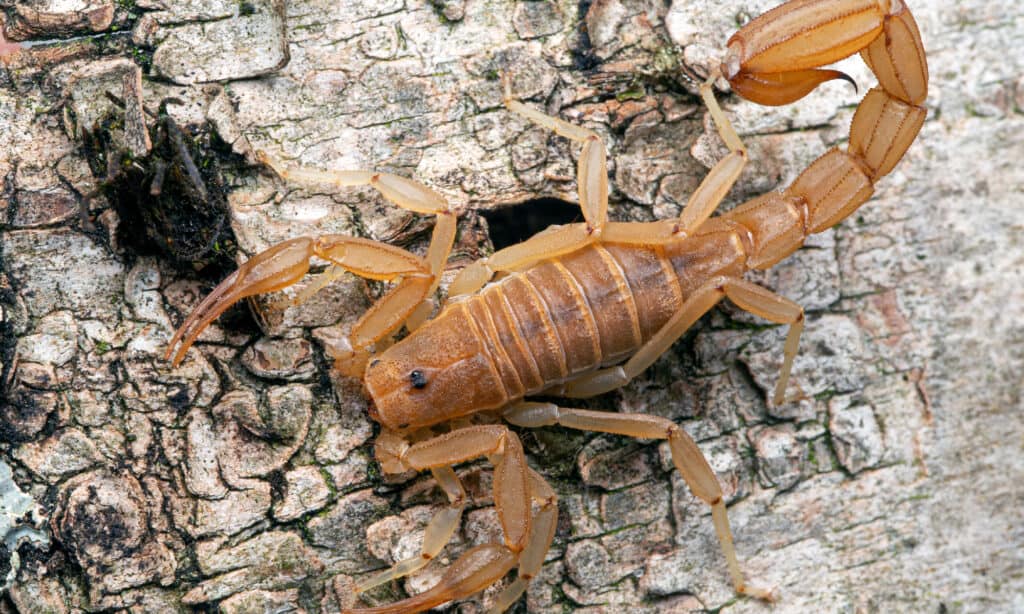 Arizona bark scorpion - Wikipedia