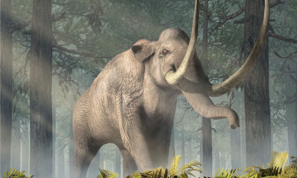 Columbian Mammoth