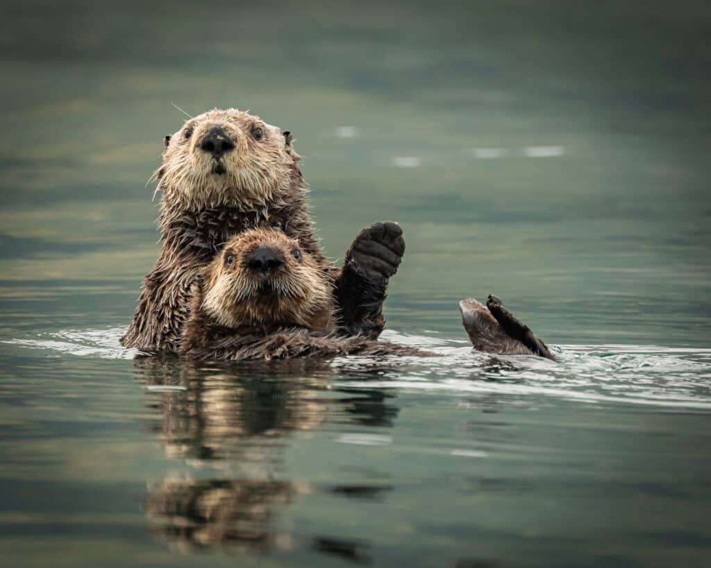 Sea otters do not use their pouches to raise their young, but use them to store things in.