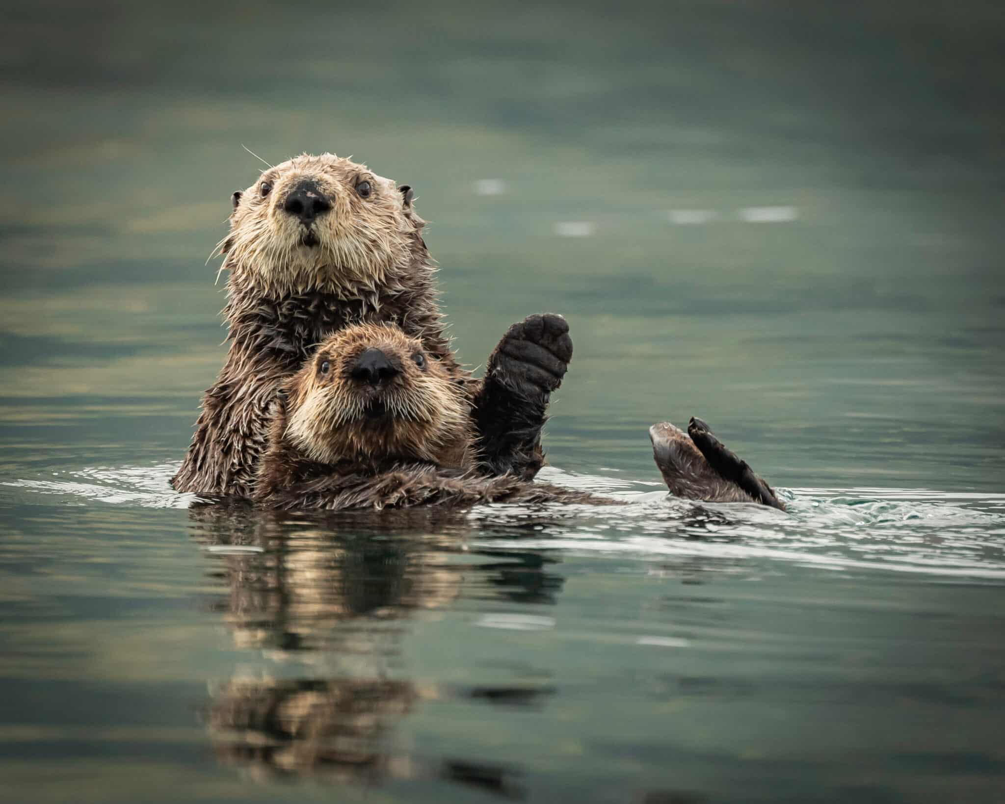 Discover Why Sea Otters Hold Hands While They Sleep A Z Animals