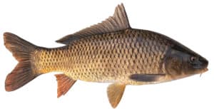 Discover the Largest Common Carp Ever Caught in Colorado Picture