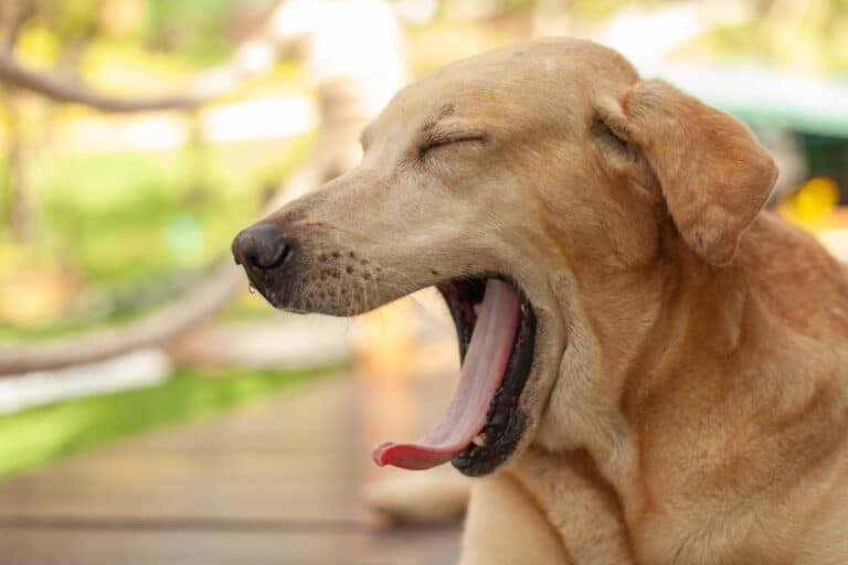 dog yawning