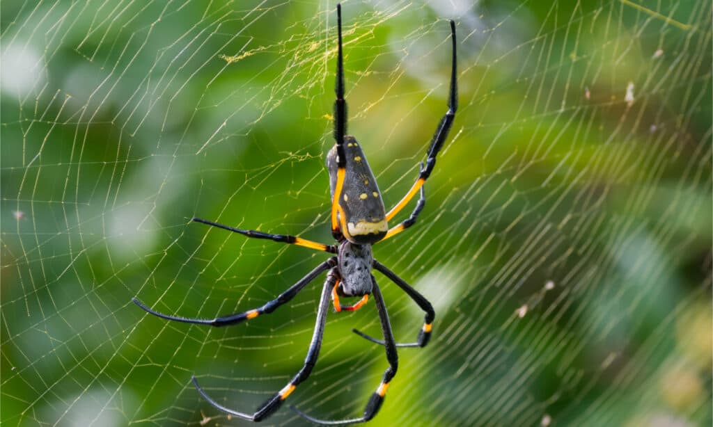 A female Golden SIlk Orb Weaving Spider waiting on her web