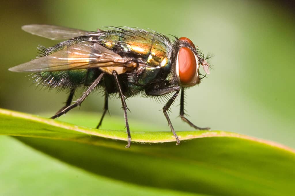 blowfly insect